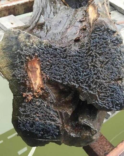 乡下水库捞出来长满"蛆"的烂木头,竟然是千年乌木降临!