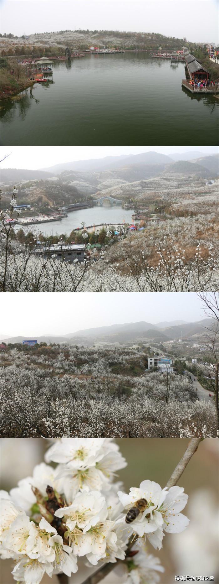 原創國家4a級旅遊最牛花式景區, 西北地區最大櫻桃基地, 櫻桃溝景區