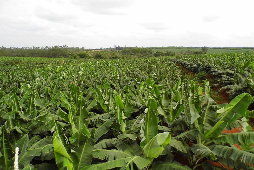 县县委书记吴川祝指出,乐东以"五化"为抓手,大力推进乐东农业品牌化