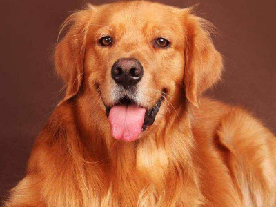 宠小皮:想要帮金毛成犬控制一下体重,应该怎么选择健康食谱呢