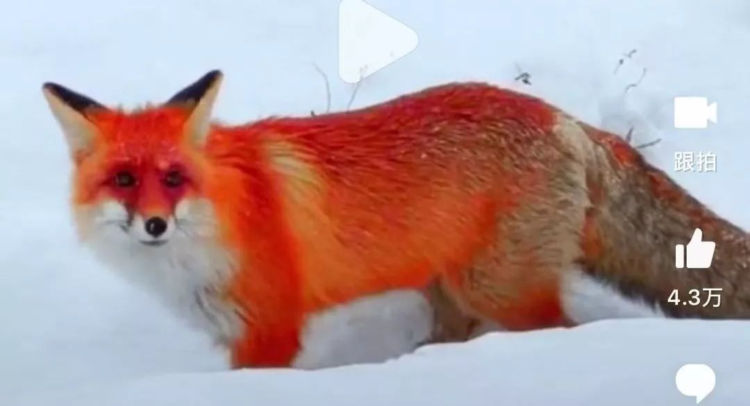 一夜爆红的"火狐狸"当事人致歉,引2.5亿讨论:求求你们别传谣了!