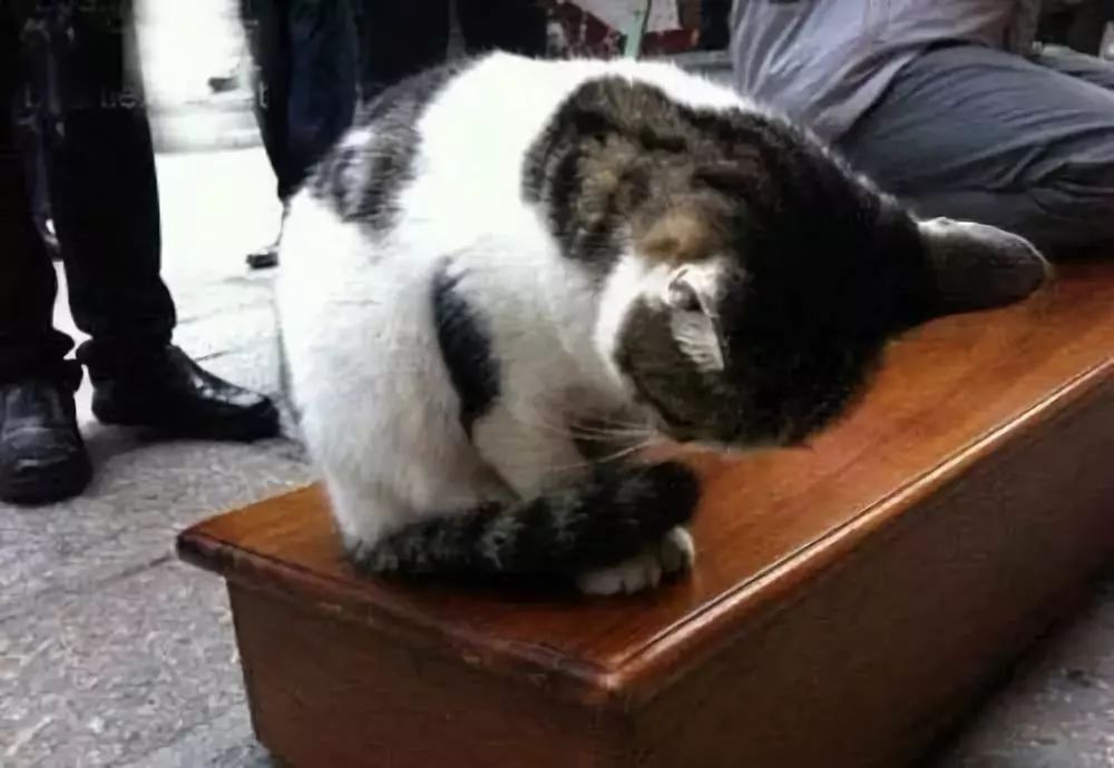 千奇百怪奇观动物拜佛千年一见佛法无边感天动地