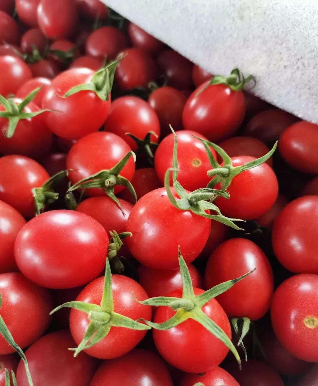 百汇超市海南基地直采千禧圣女果比樱桃还好吃甜到没朋友