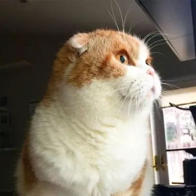 一组阔耐肥嘟嘟的橘猫头像