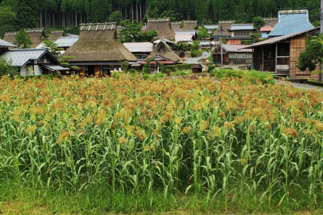 日本最美乡村距离京都15小时的世外桃源