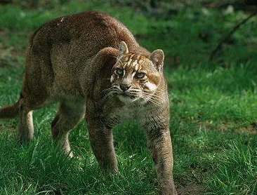 传说中的土豹子就是它也被称为彪两只大土狗不敢正面交锋