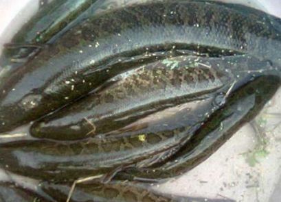 原创它叫"孝子之鱼",能加快伤口愈合,五十元每斤都难买