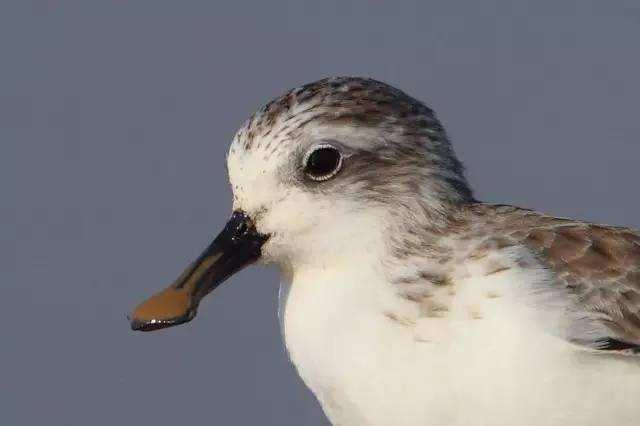 一种嘴巴像铲子的鸟现身盐城湿地,全球仅200多对,每只都有编号