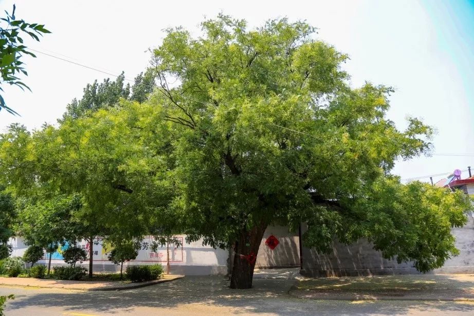东营市市树图片