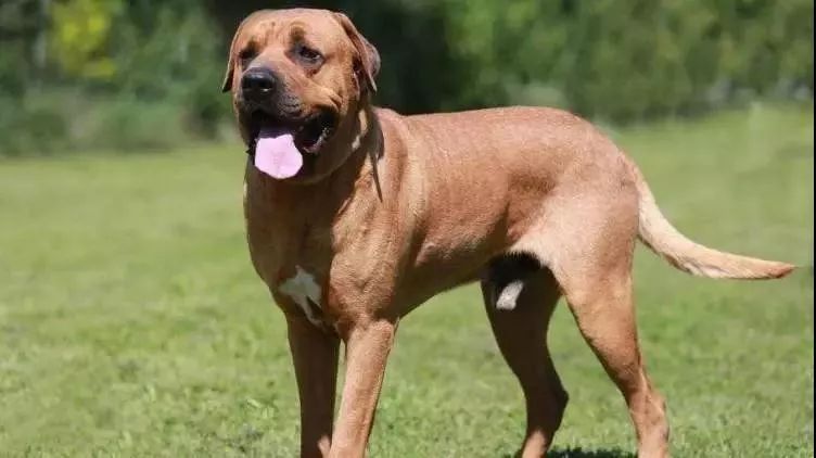 日本土佐犬(japanese tosa)4.巴西非拉犬(fila braziliero)3.