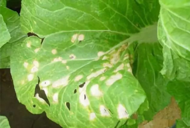 速速收藏常见病害顺口溜对你绝对有用