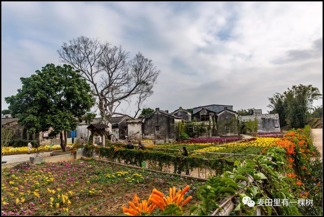 菊池村新景点图片