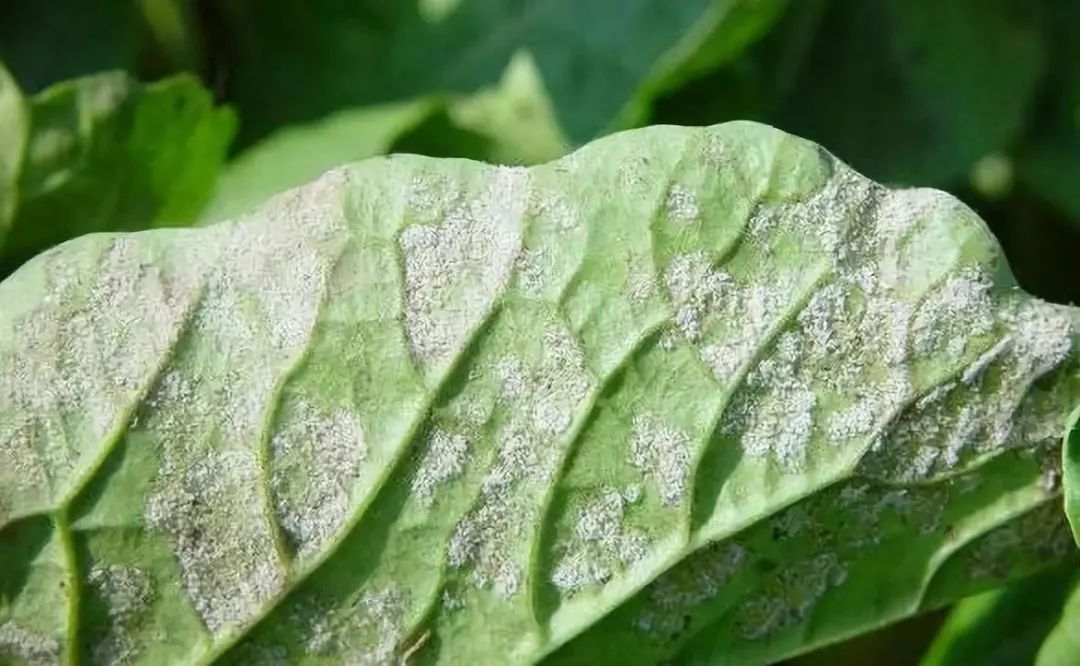 常见病害顺口溜,对你绝对有用!