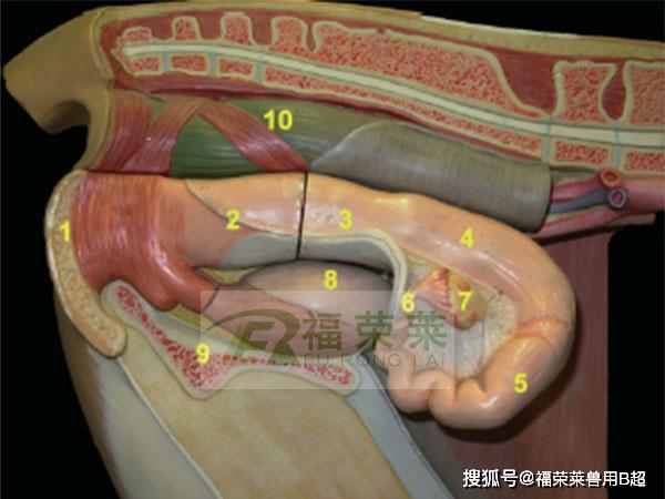 牛用b超百科母牛生殖系统解剖图解析