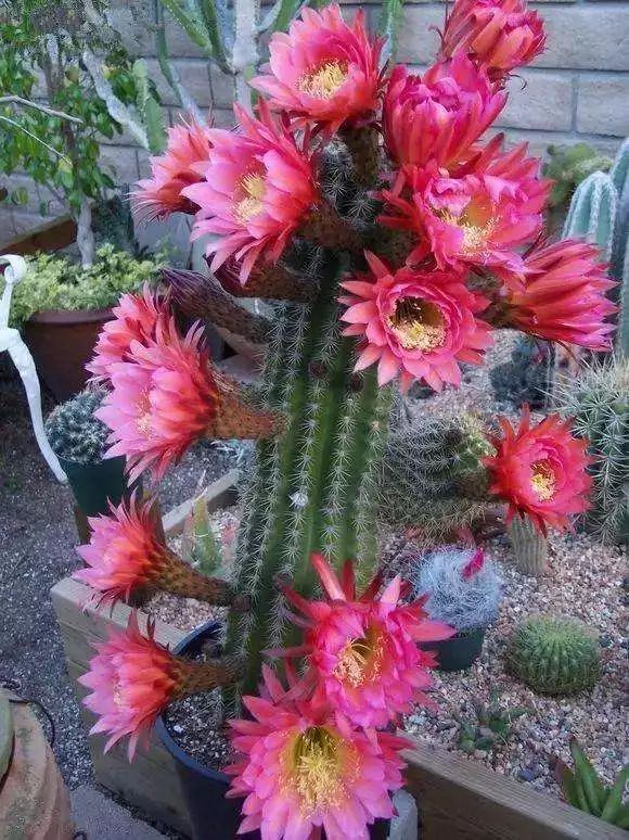 每日一花飞碟毛花柱喜光耐旱花朵巨大