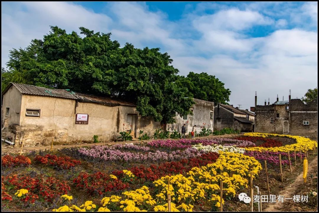 菊池村新景点图片