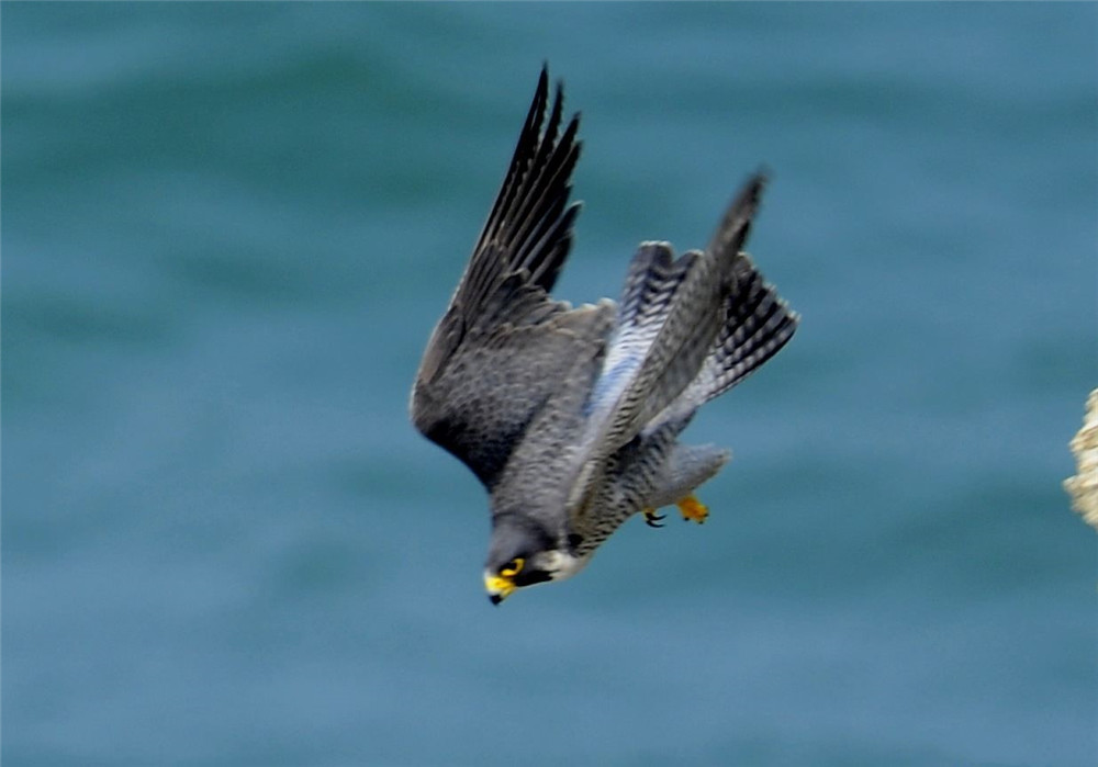 的游隼,真不是一般的鸟儿,它身体的所有部位,都能为它高速俯冲服务