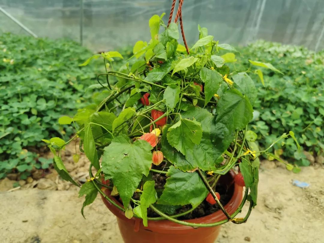 最先映入眼帘的就是这盆开着红灯笼一样花朵的红萼苘麻