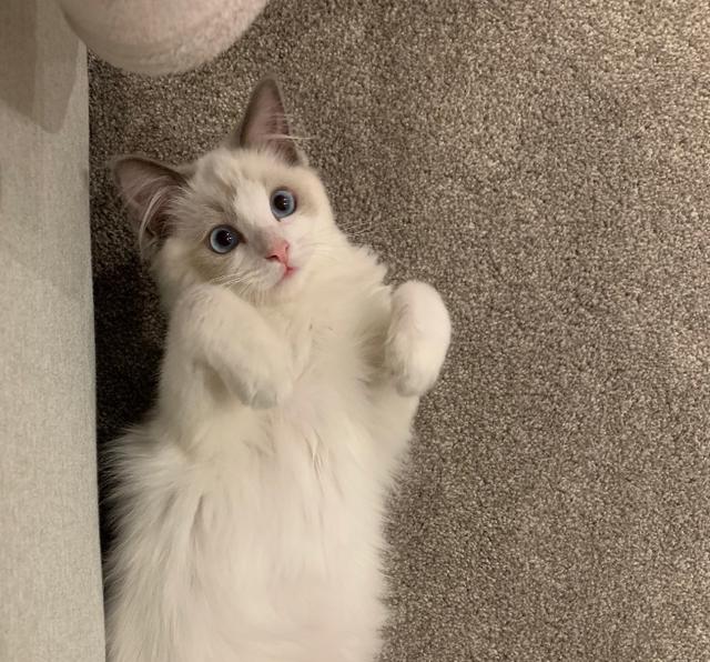 高颜值的布偶猫,发个自拍晒朋友圈,网友:太容易招黑!