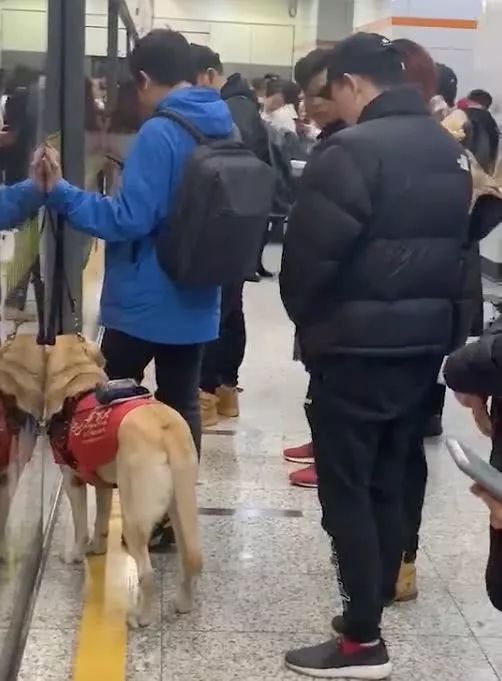 像话吗？上海地铁一男子多次骚扰导盲犬，女孩制止被骂了一路