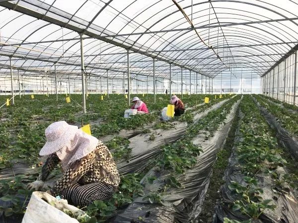 并列入"温州市阳光农场"组成部分