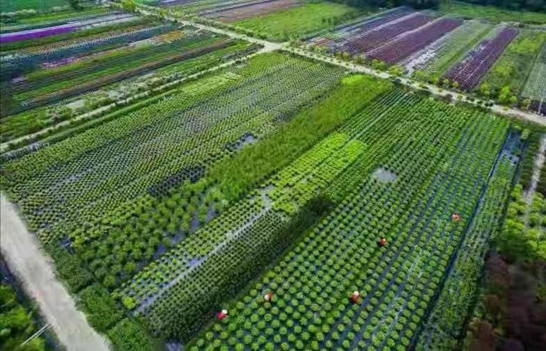 地产花境案例公司业务主要有三大板块:庭院花境,地产花境和市政花境.