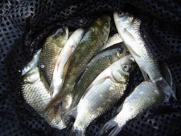 我想大概是因为蓝刀鱼在水里游,游着游着,鱼翻了