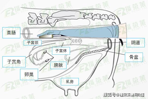 【牛用b超百科】母牛生殖系统解剖图解析