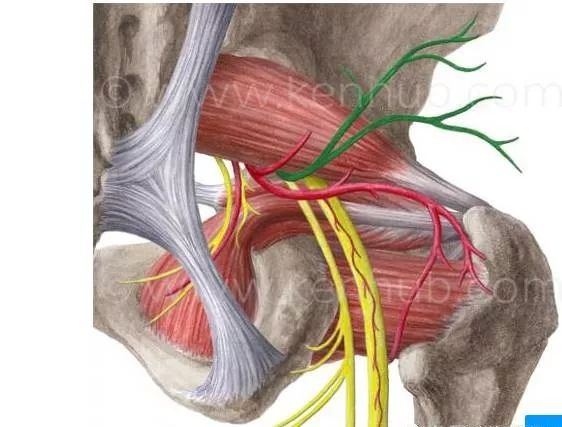梨状肌起于第2,3,4骶椎前面,分布于小骨盆的内面,经坐骨大孔入臀部,止