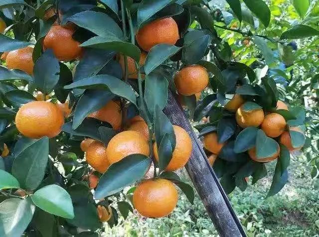 信宜市区3000斤沙糖桔免费吃!行过路过千奇唔好错过啊!