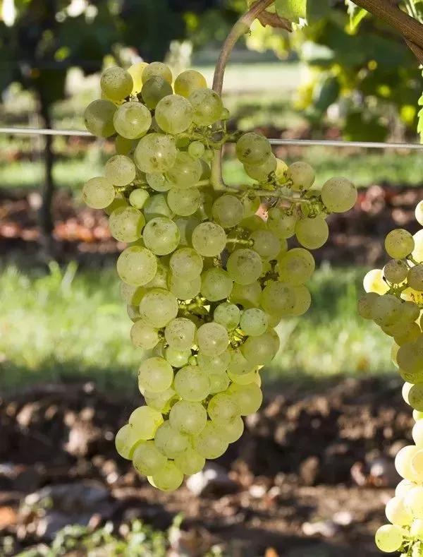 在酿造苏玳甜酒时,密斯卡岱能为葡萄酒带来额外的异域水果香气和馥郁