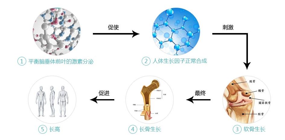 脑垂体分泌生长激素图片