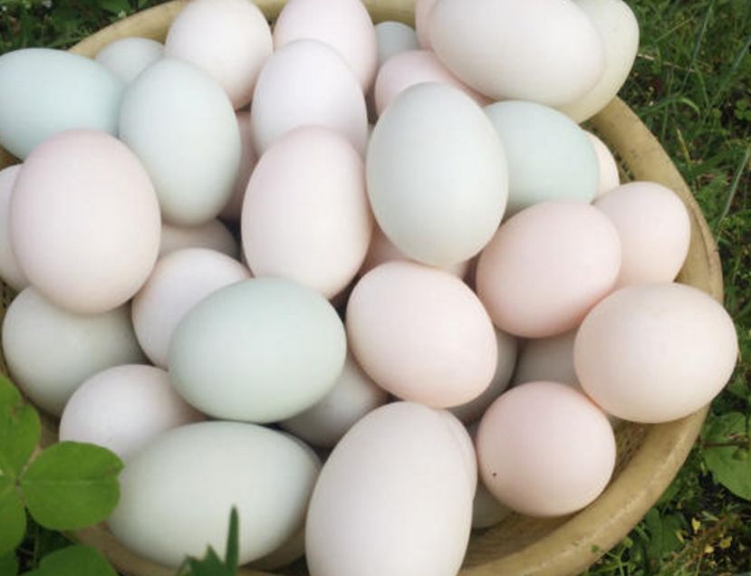 鸡蛋中的贵妃蛋1颗富硒芦花鸡蛋5个普通蛋