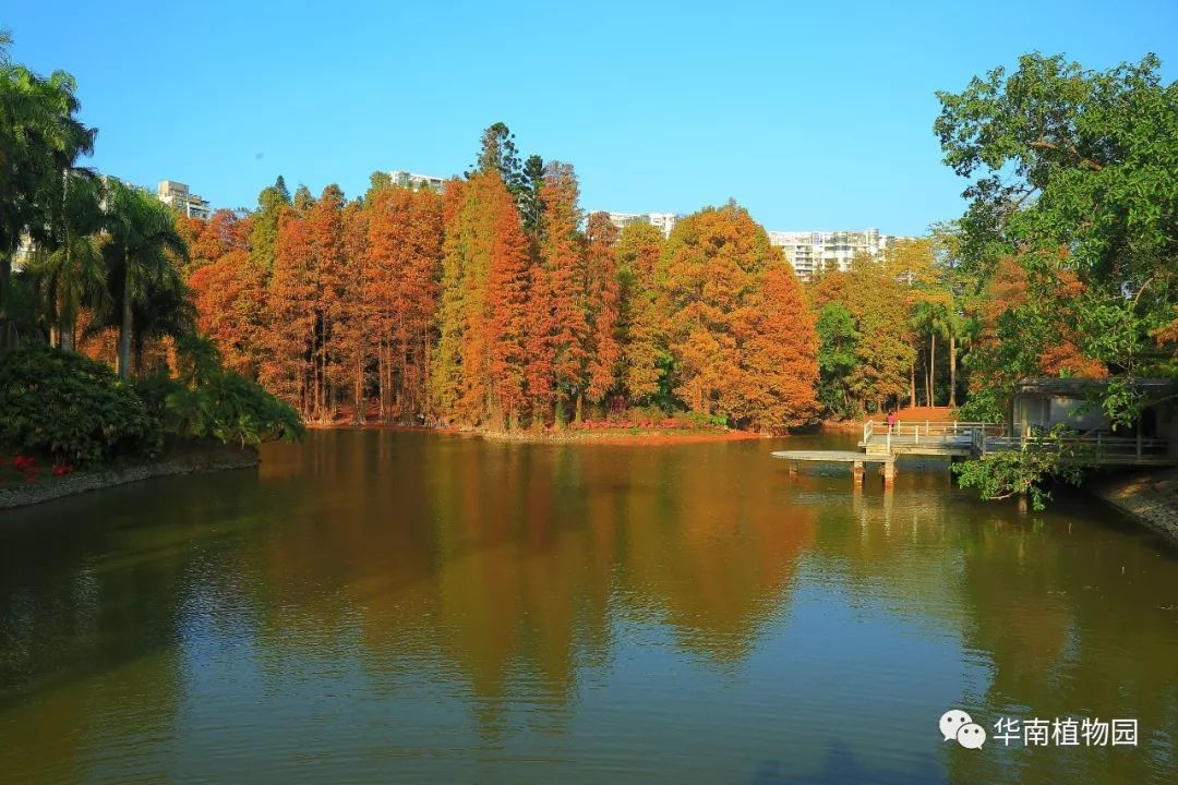 華南植物園紅葉景觀你期待已久的還有華南植物園的紅葉伴隨著冷空氣到