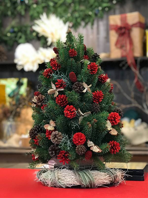 科普那些和圣诞节有关的植物你知道多少