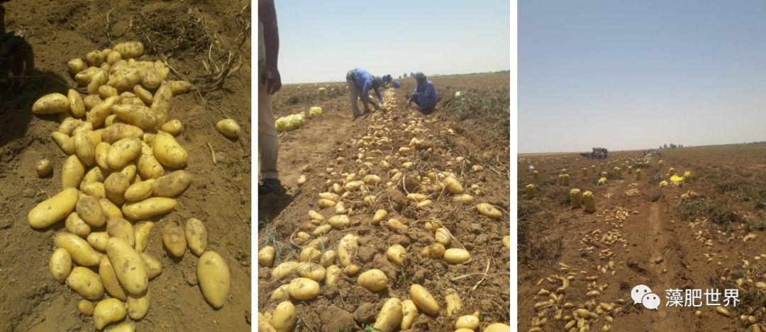 藻润万稼雷力海聚收在沙特对作物品质改良和抗逆的功效下篇