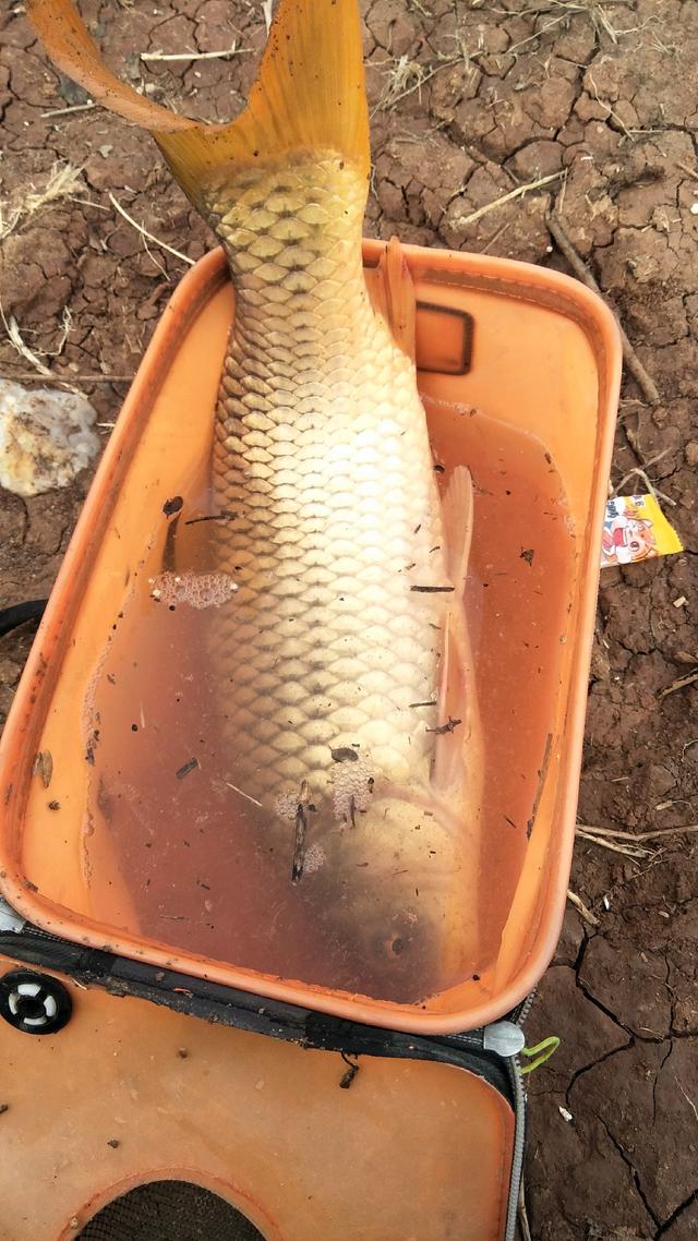 大鱼目标已达成,我是上天眷顾的钓鱼人