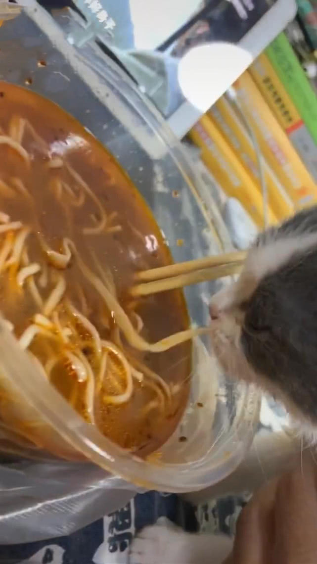 原创猫趴桌上偷吃面条,男子靠近后发现不对,网友:猫还知道吸着吃