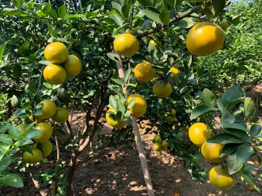 年关将至,广西钟山2400万斤贡柑盼望销路,仅剩20天,恳请您的转发助力!