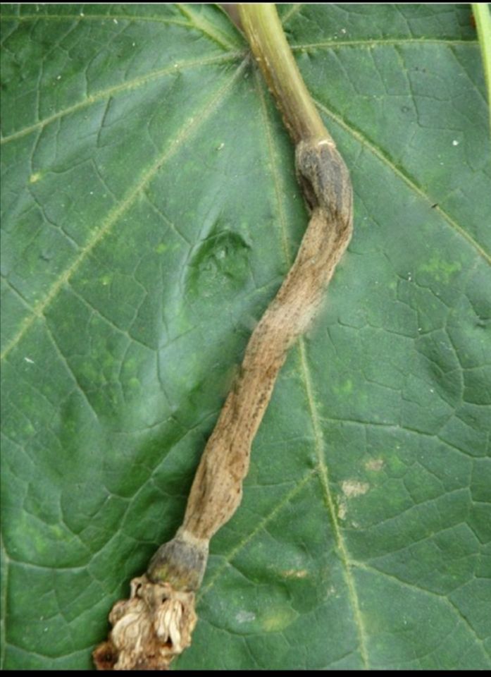 或氮素营养过盛;保护地栽培,叶片染病,特别是瓜果发生灰霉病易引起化