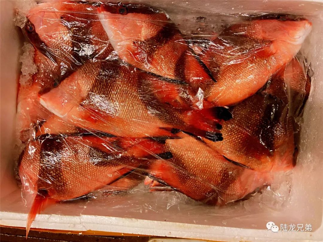 海产家族 一次介绍清楚 150余种常见海鲜 看完你就是半个 菜场博物学家 了 大黄鱼