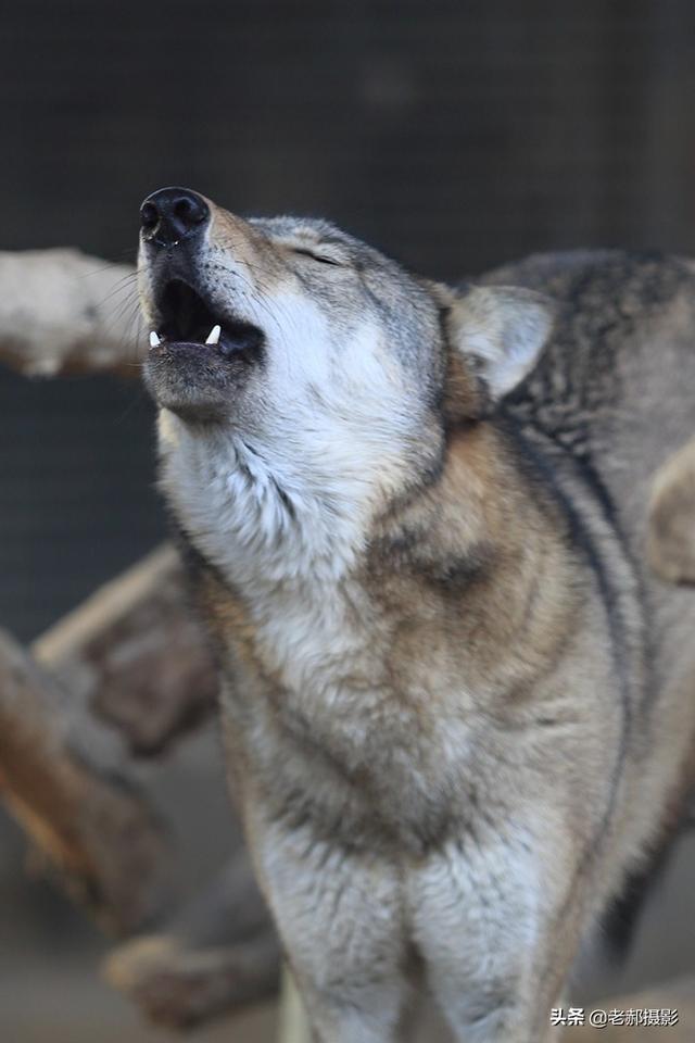 狼嚎时是闭着眼睛的