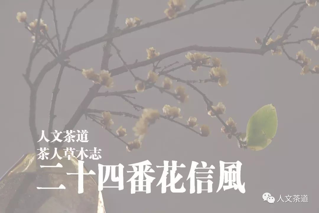 人文茶席 二十四番花信风 小寒一候梅花 二候山茶 三候水仙 腊梅