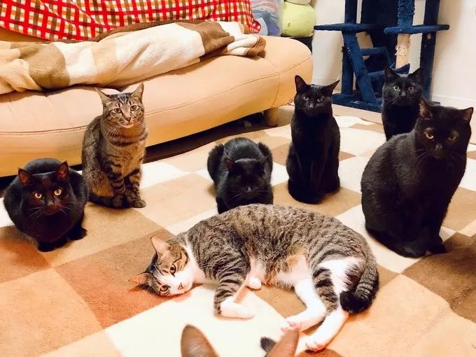 网友买了电热毯,家里十几只猫围过来,摆了一个奇怪的阵型