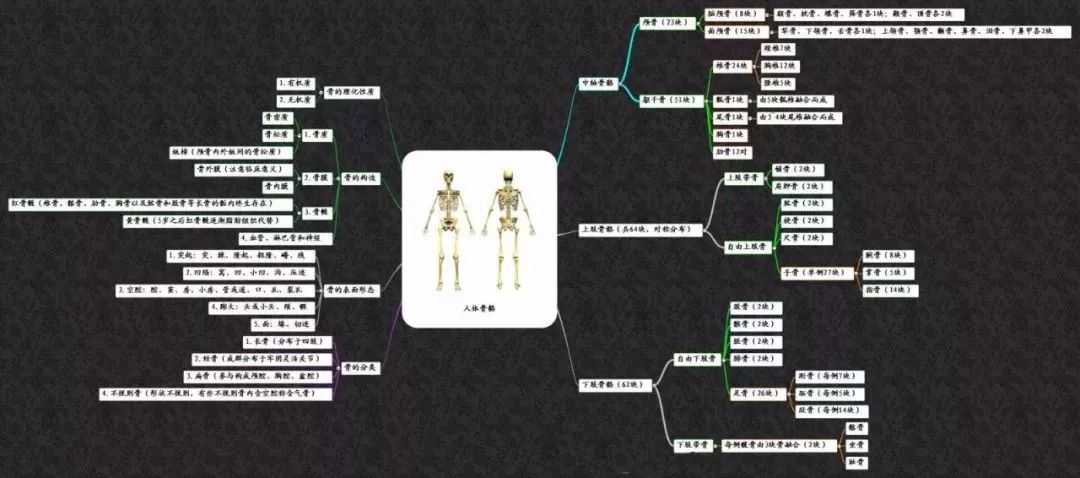 乾貨!人體解剖學思維導圖