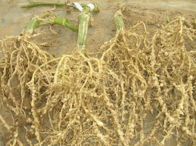 番茄西红柿圣女果根畸形根上长瘤子是根结线虫吗