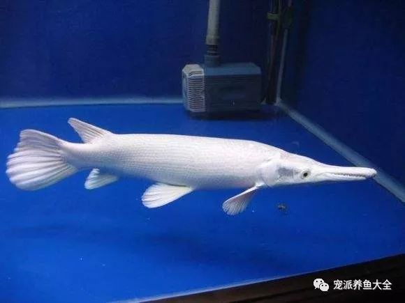 鳄雀鳝,又名福鳄,其中白化版的又叫幽灵火箭,是一种体型大且攻击性强