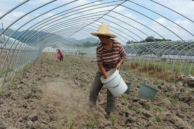 在农村,土壤消毒要怎么做?消毒后为什么要配合施用有肥?