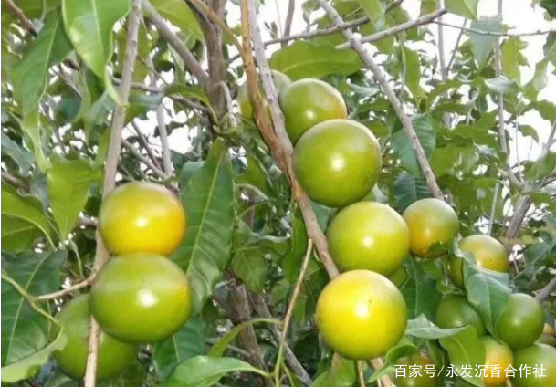 黃晶果樹苗的栽植要點_種植