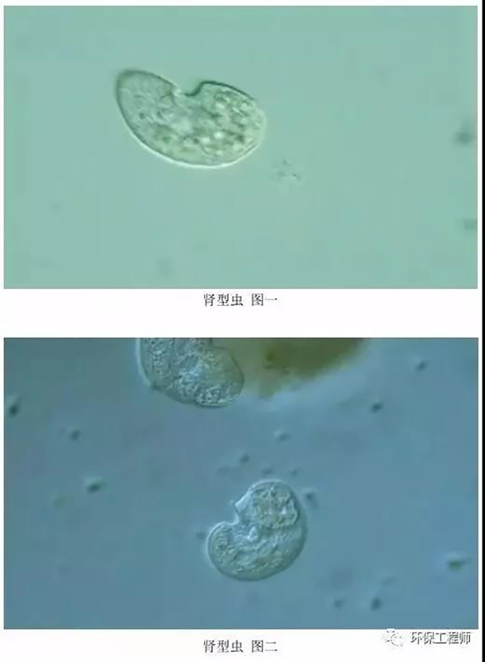 资讯| 污水处理微生物图谱(中)_草履虫